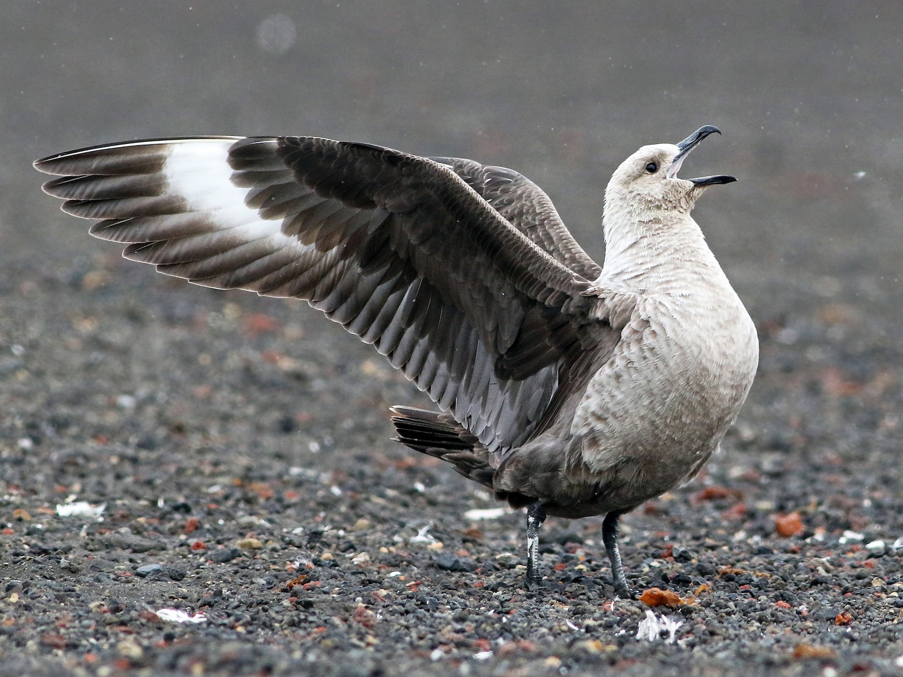 South Polar Skua - Andrew Spencer