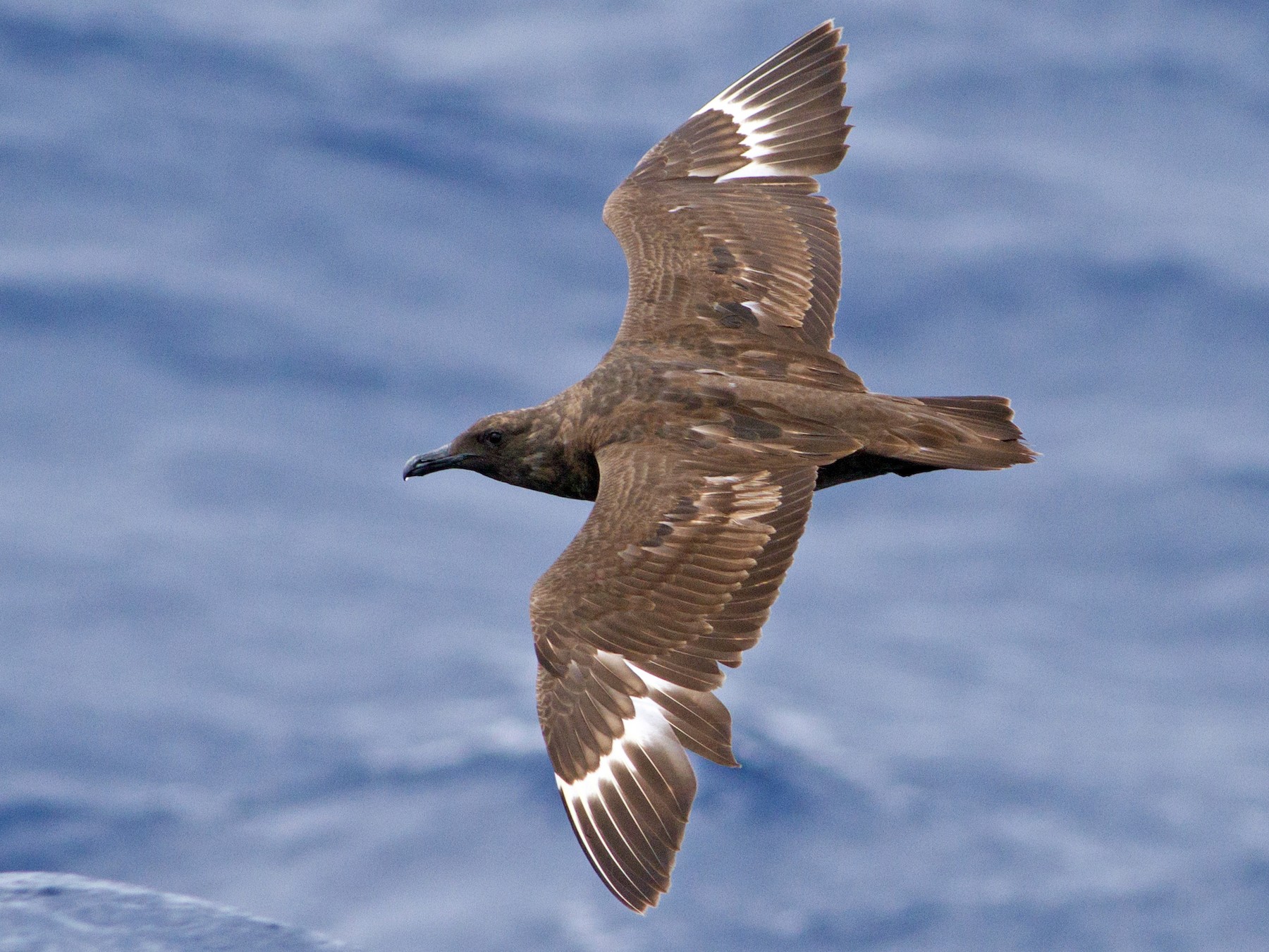 South Polar Skua - Lucas Bobay