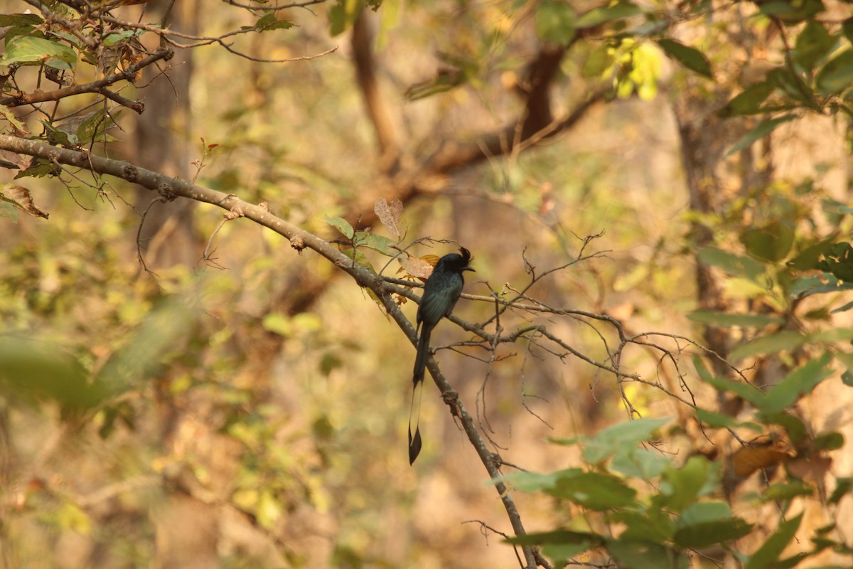 Greater Racket-tailed Drongo - ML97659051