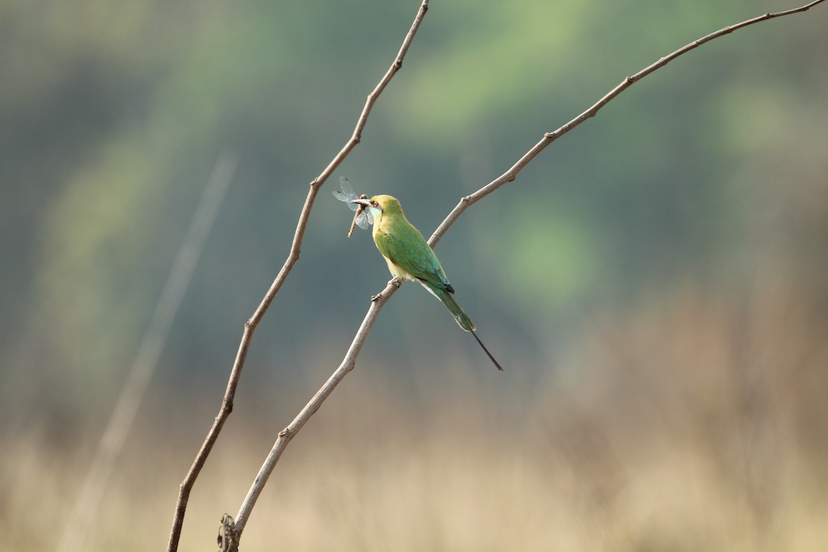 Asian Green Bee-eater - ML97659081