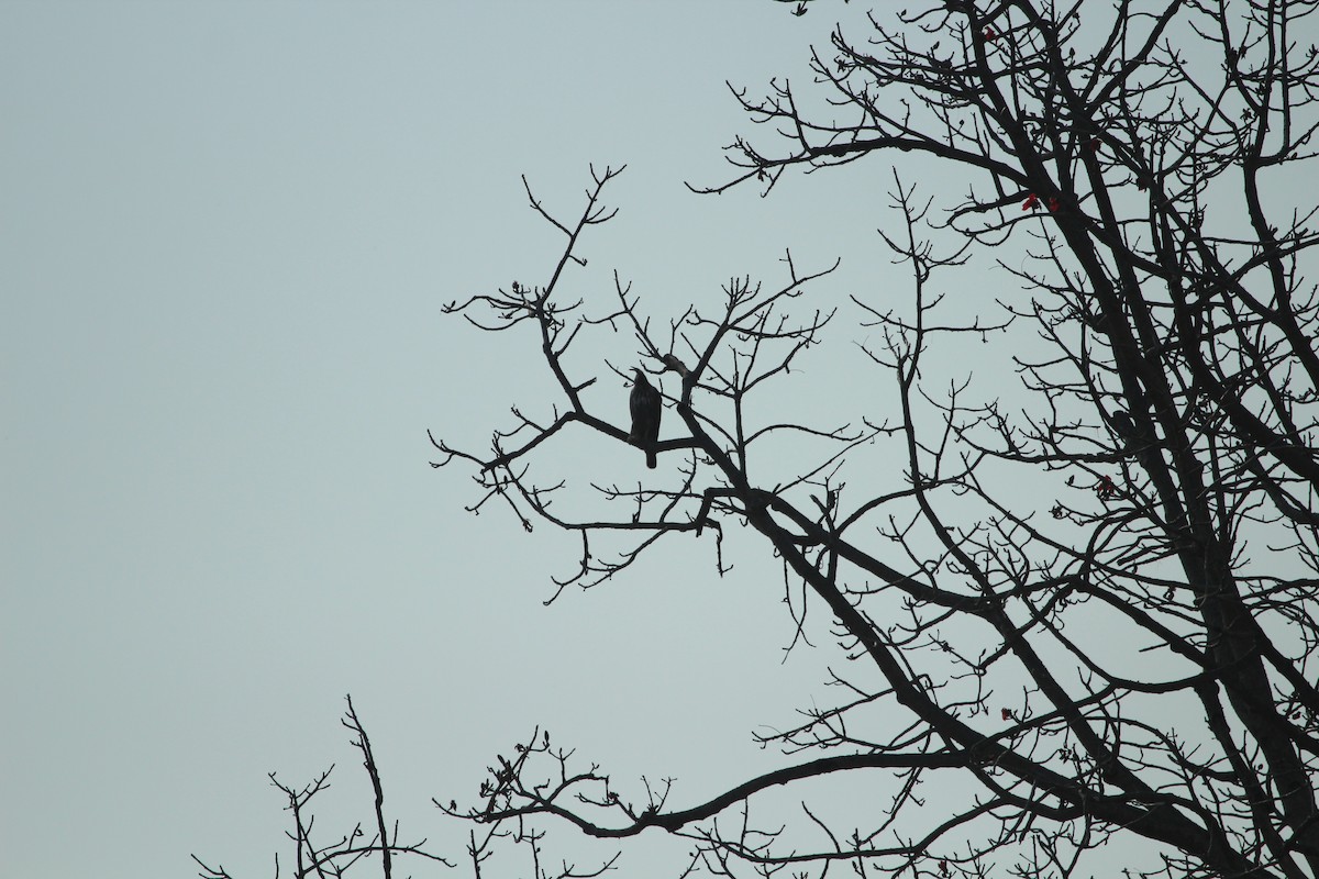 Changeable Hawk-Eagle (Crested) - SHARMILA Abdulpurkar