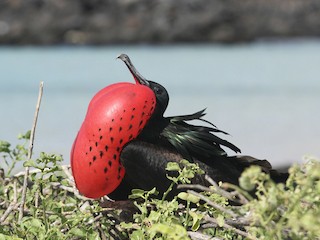  - Great Frigatebird