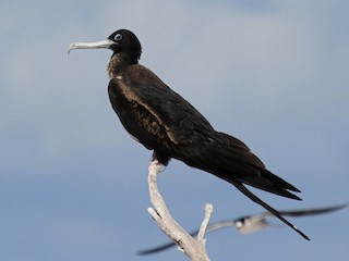  - Great Frigatebird