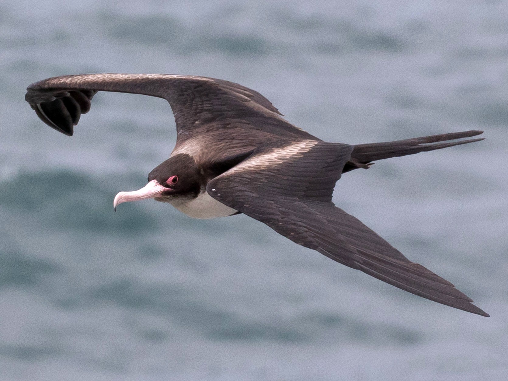 female frigate bird