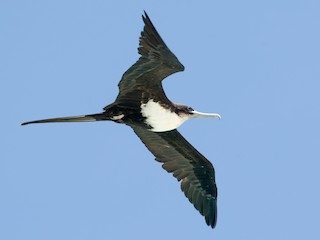  - Great Frigatebird