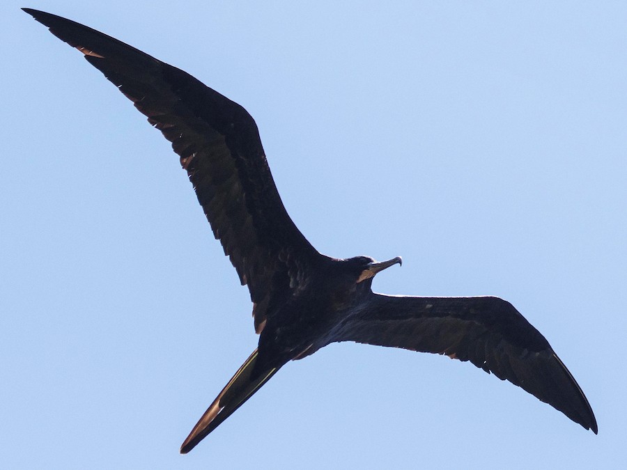 female frigate bird