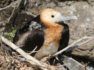  - Great Frigatebird