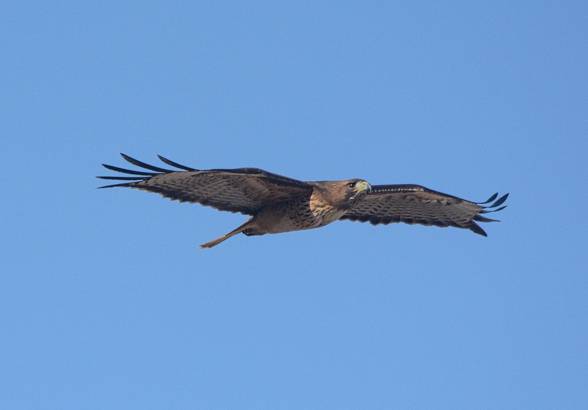Red-tailed Hawk - ML97663851