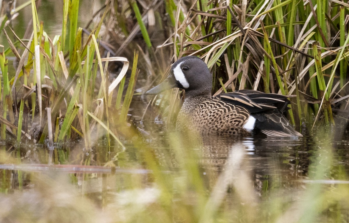 Blue-winged Teal - ML97664421
