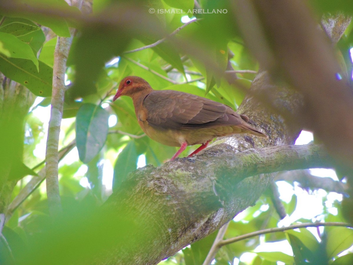 Ruddy Quail-Dove - Ichi Wildlife Tours