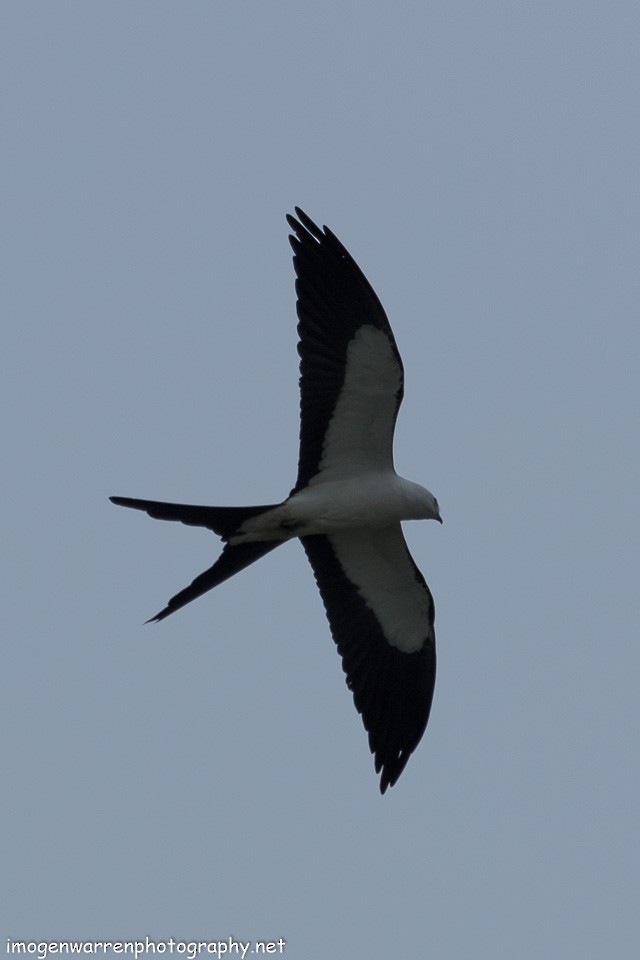 Swallow-tailed Kite - Imogen Warren