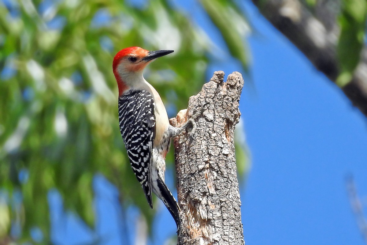 Red-bellied Woodpecker - Steve Raduns