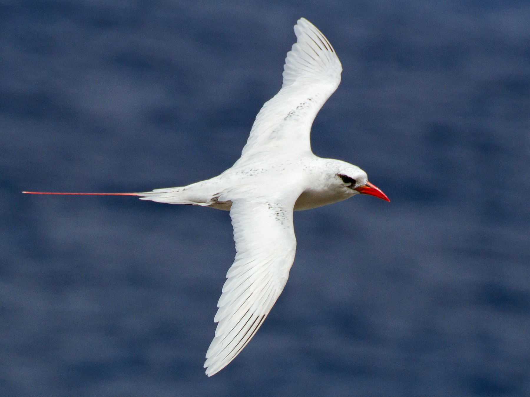 Red-tailed Tropicbird - Cullen Hanks