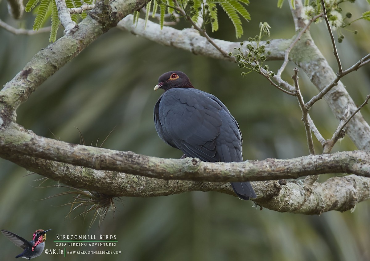 Scaly-naped Pigeon - Arturo Kirkconnell Jr