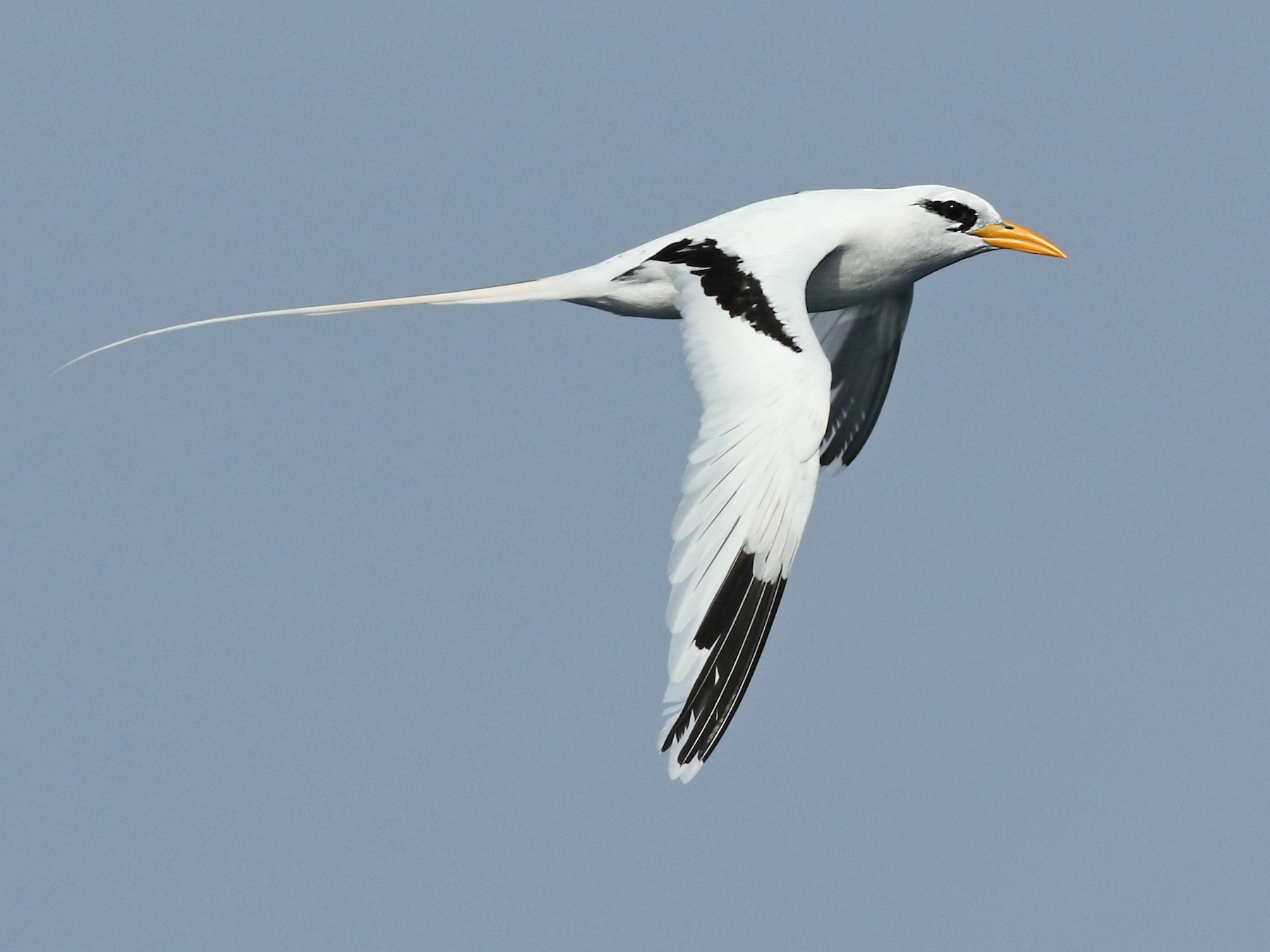 White-tailed Tropicbird - Luke Seitz