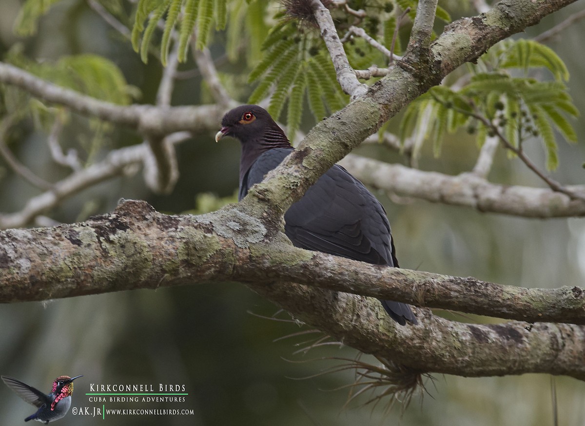 Scaly-naped Pigeon - ML97675171