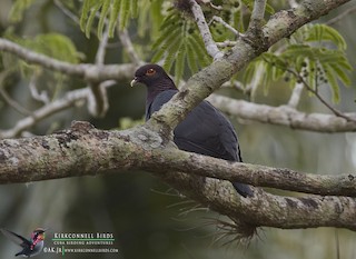 Scaly-naped Pigeon, ML97675171