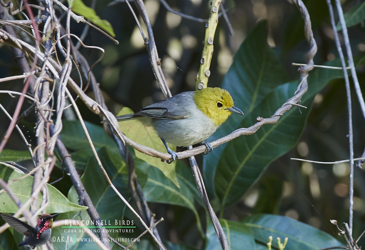 Yellow-headed Warbler - Arturo Kirkconnell Jr
