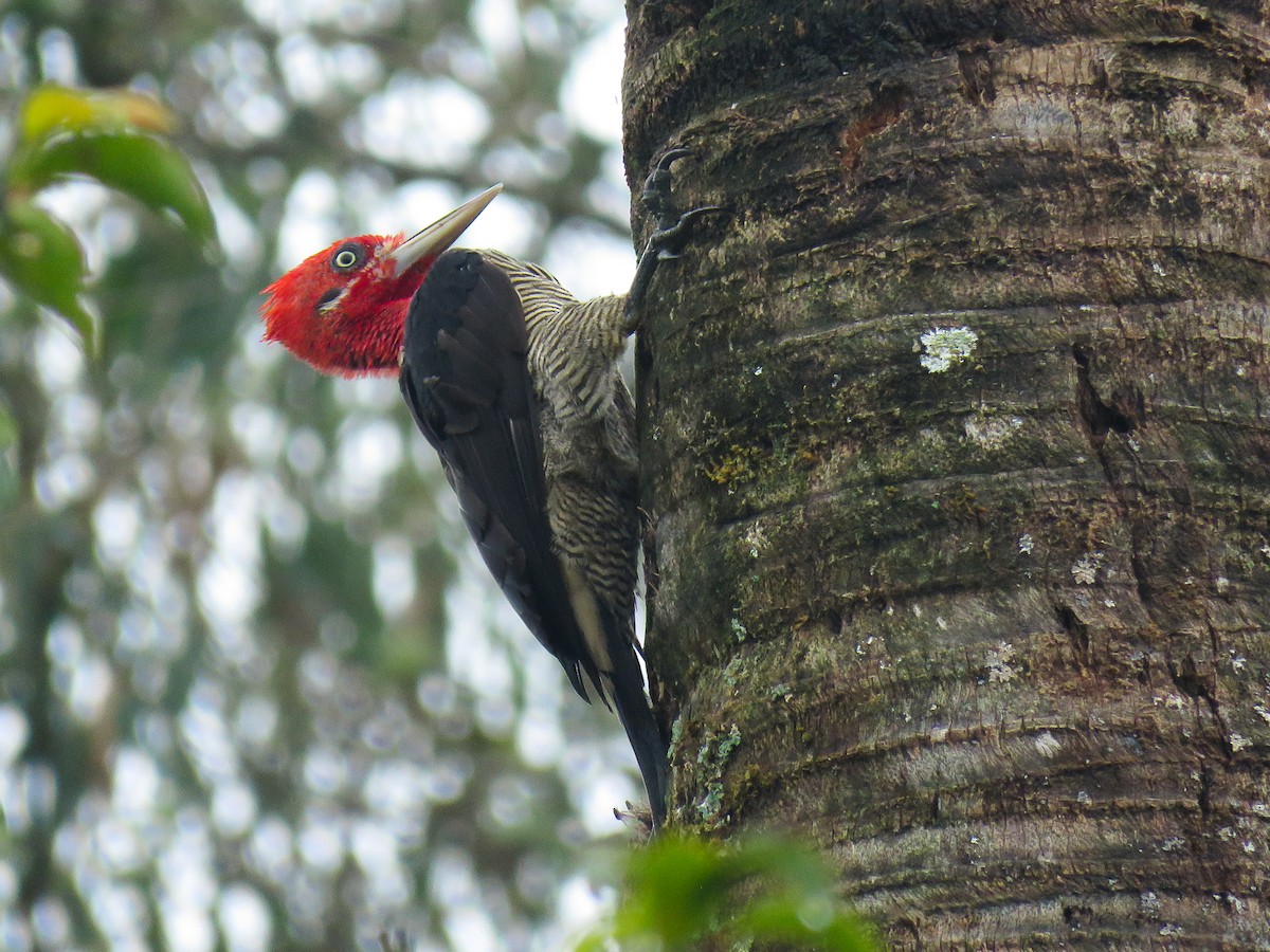 Robust Woodpecker - Raphael Kurz -  Aves do Sul