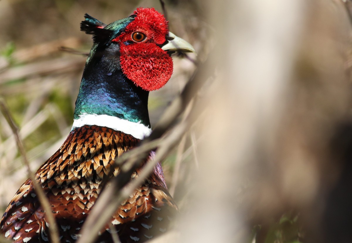 Ring-necked Pheasant - Matthew Brown