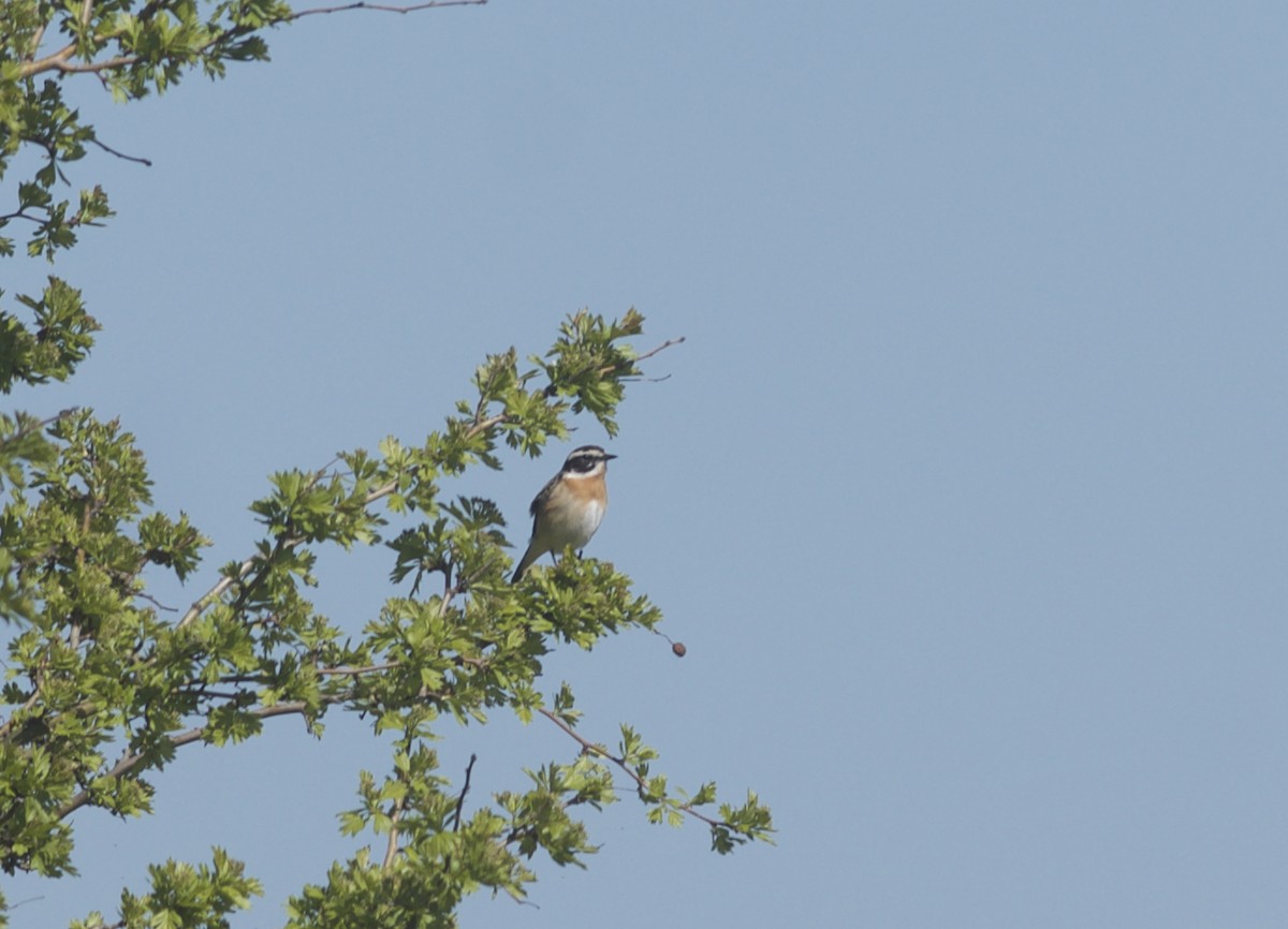Whinchat - ML97676791
