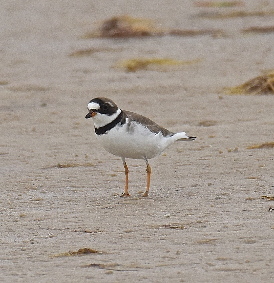 Semipalmated Plover - ML97677921