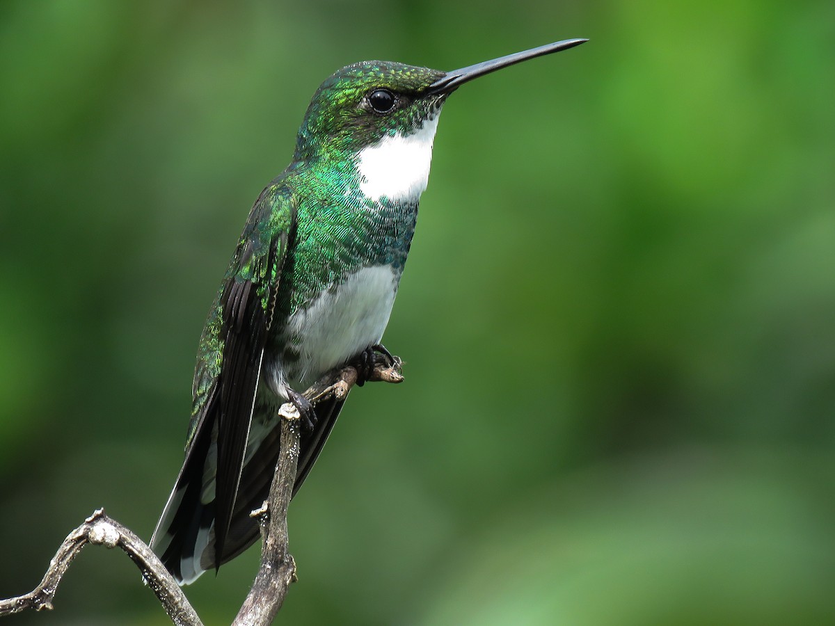White-throated Hummingbird - Raphael Kurz -  Aves do Sul