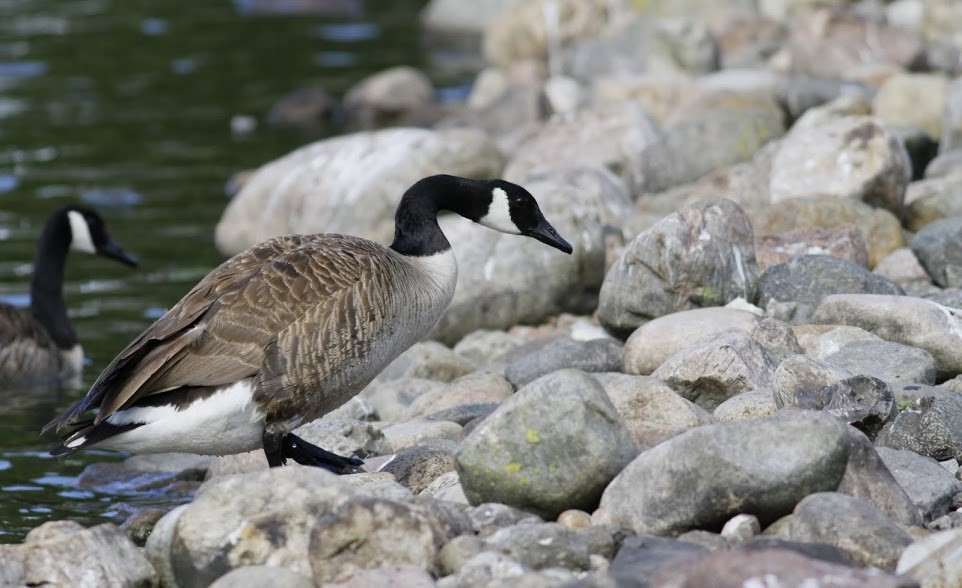 Canada Goose (canadensis Group) - ML97682311