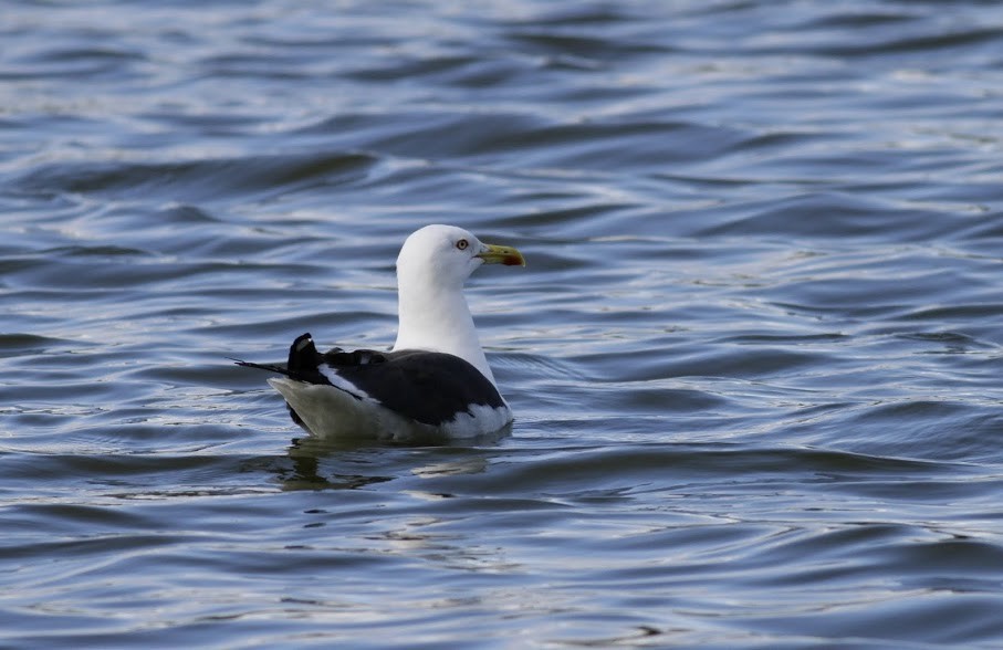 Lesser Black-backed Gull (intermedius) - ML97682551