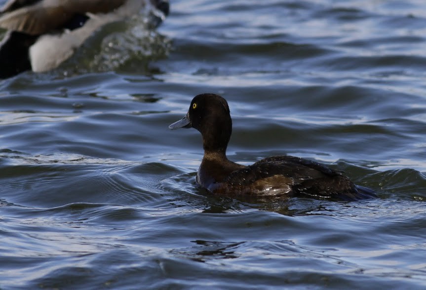 Tufted Duck - ML97682641