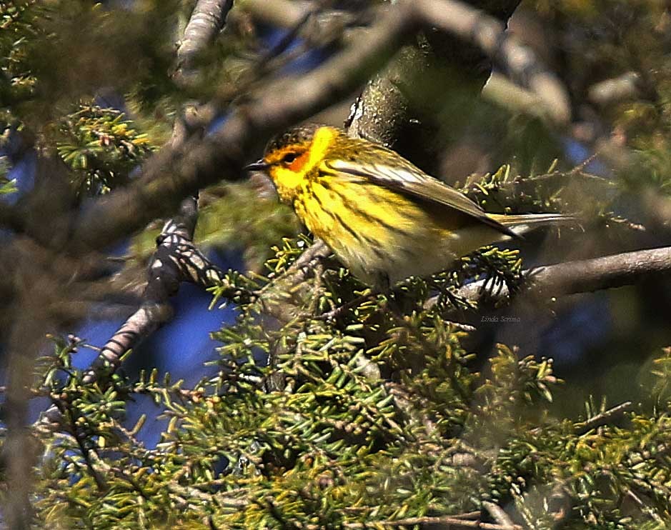 Cape May Warbler - ML97687201