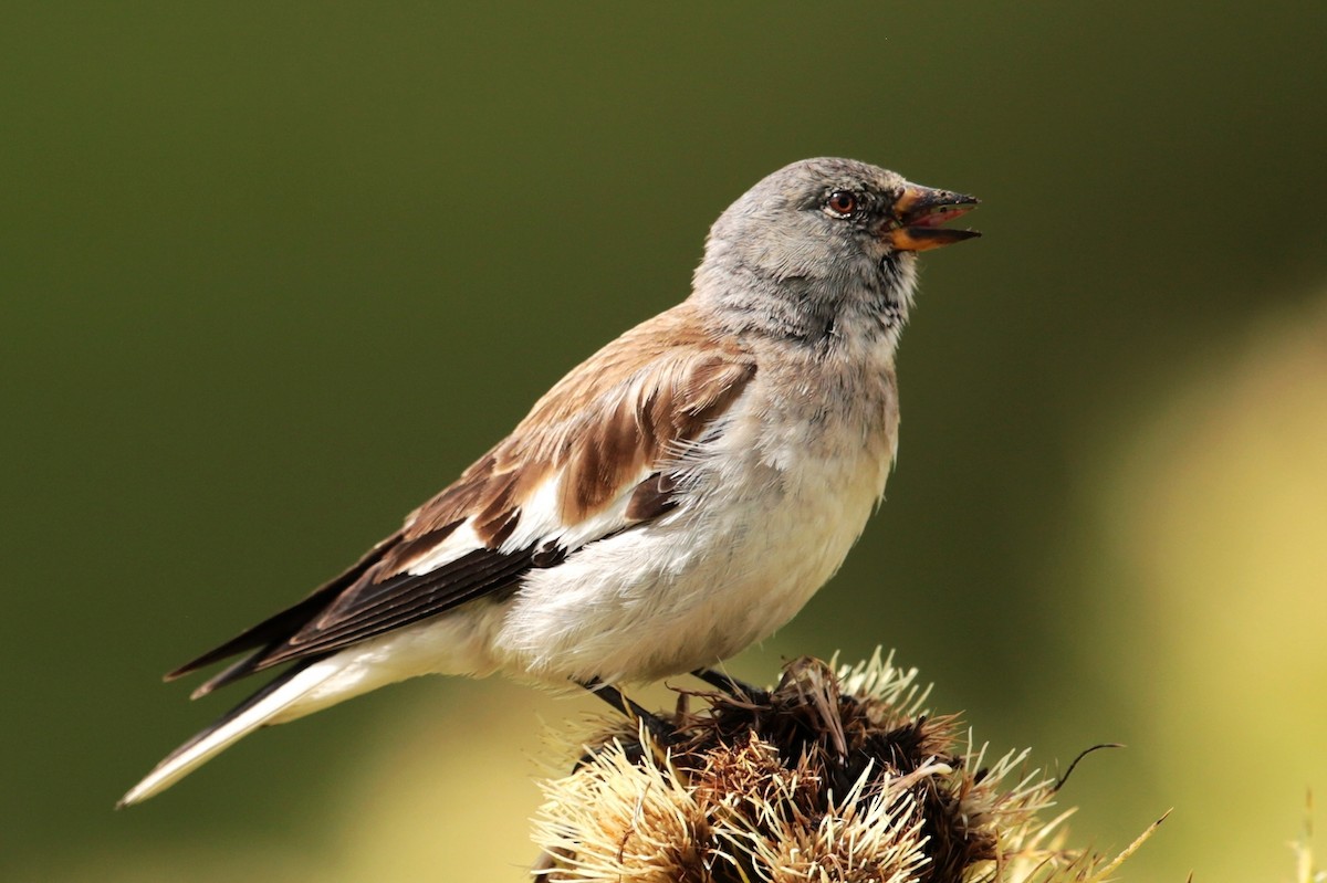 White-winged Snowfinch - ML97688791