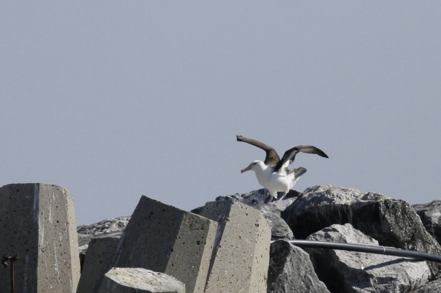 Black-browed Albatross (Black-browed) - ML97689941