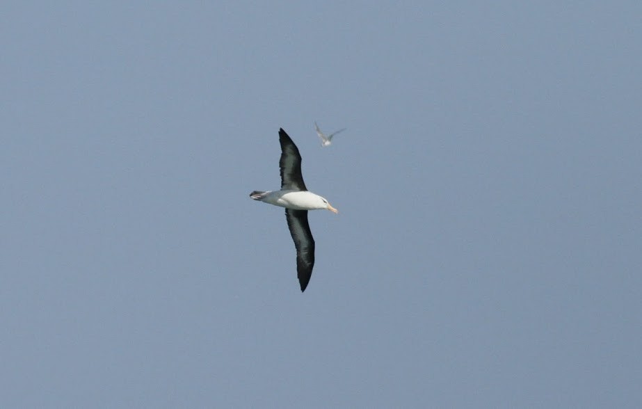 Black-browed Albatross (Black-browed) - ML97689951