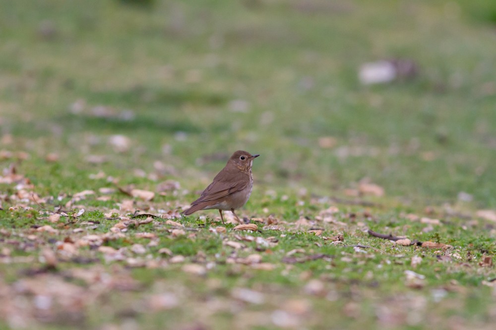 Swainson's Thrush (Russet-backed) - Nathan French