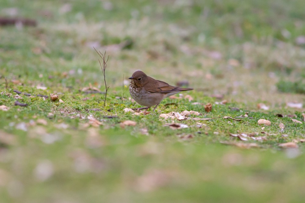 Swainson's Thrush (Russet-backed) - Nathan French