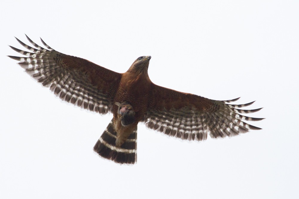 Red-shouldered Hawk - Nathan French