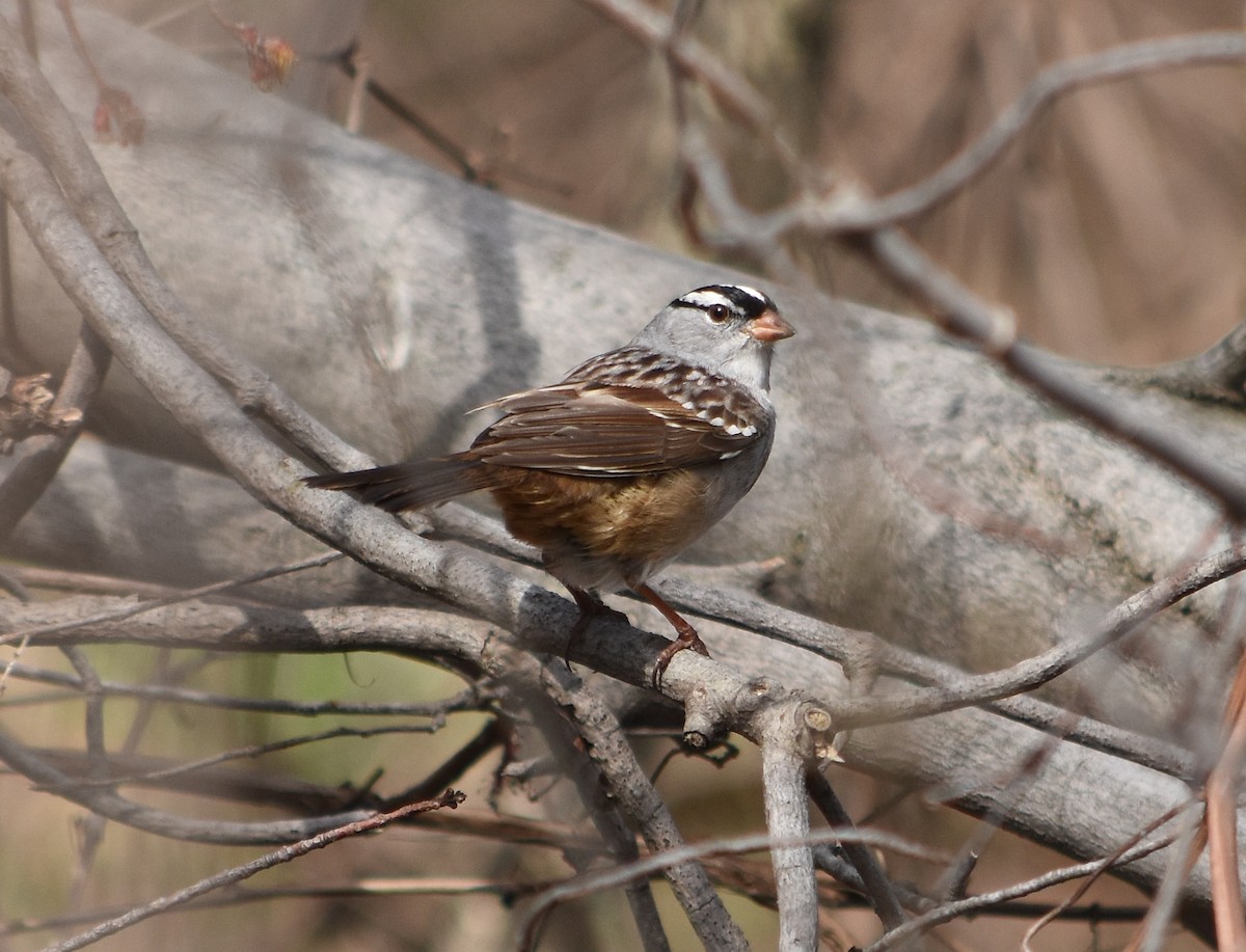 White-crowned Sparrow - ML97693801