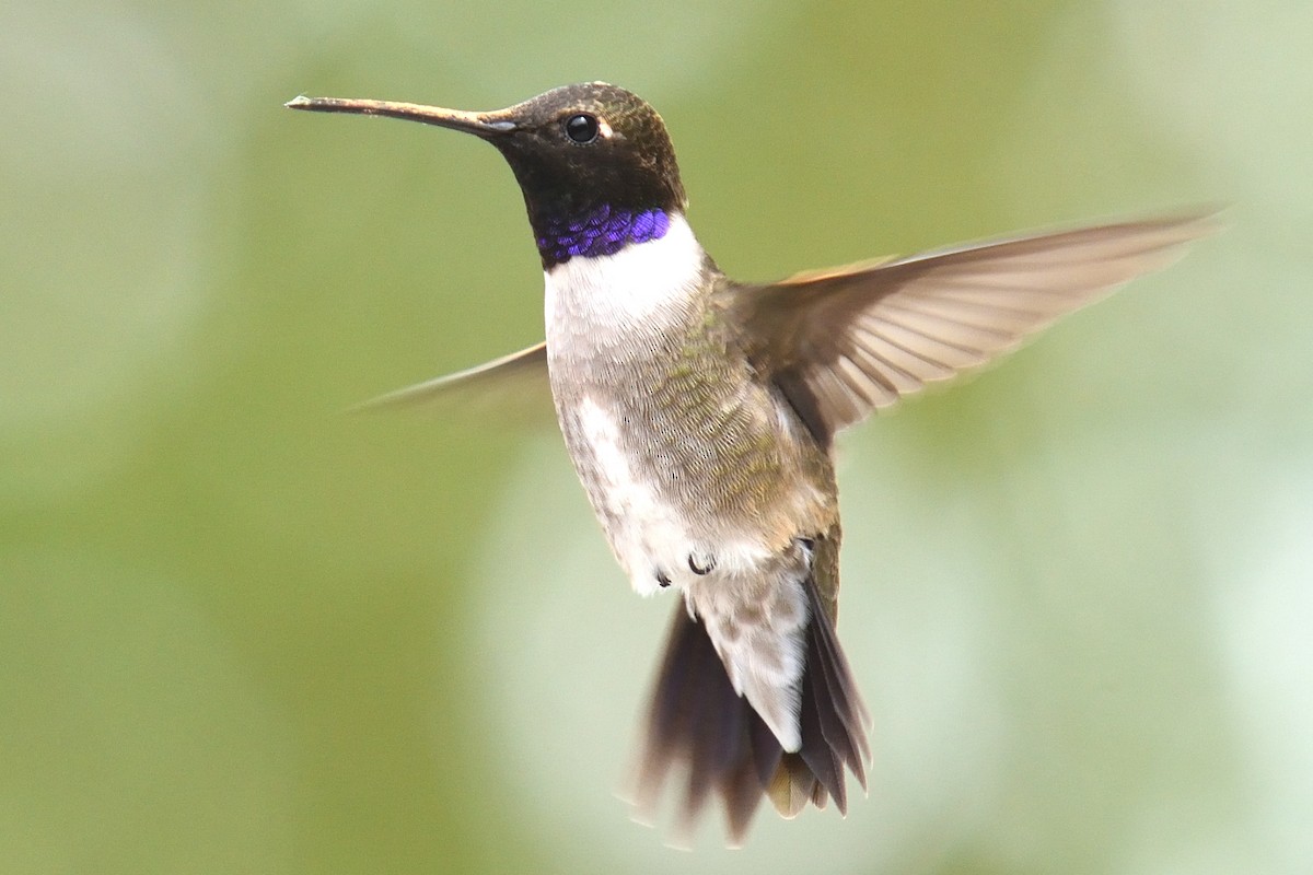 Black-chinned Hummingbird - Ryan Claar