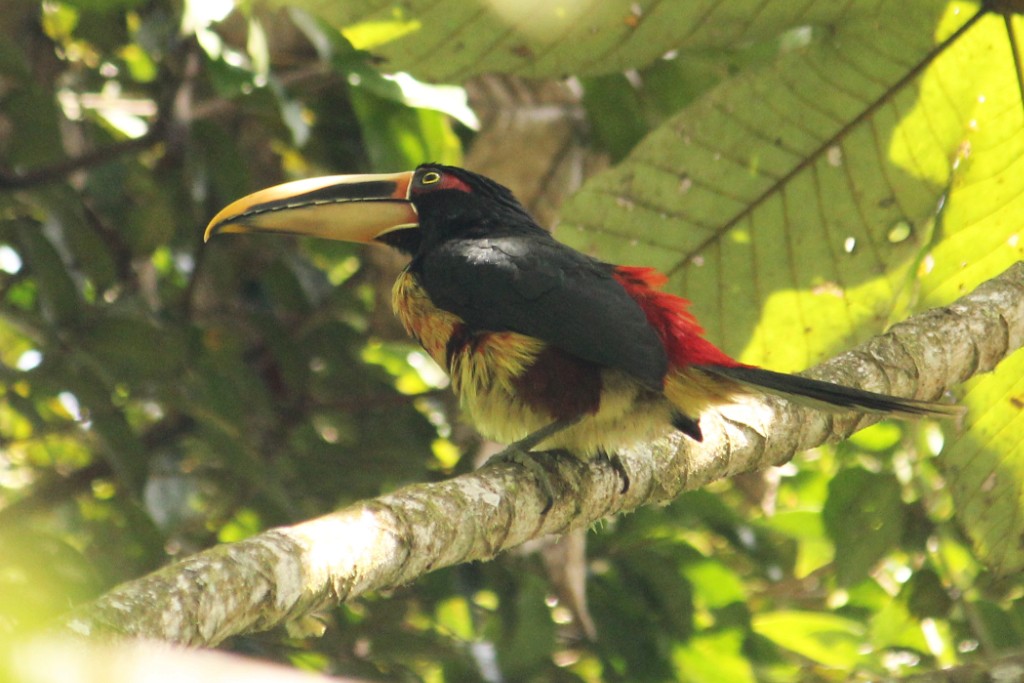 Collared Aracari (Pale-mandibled) - ML97698171