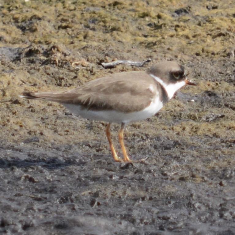 Semipalmated Plover - Glenn and Ellen Peterson