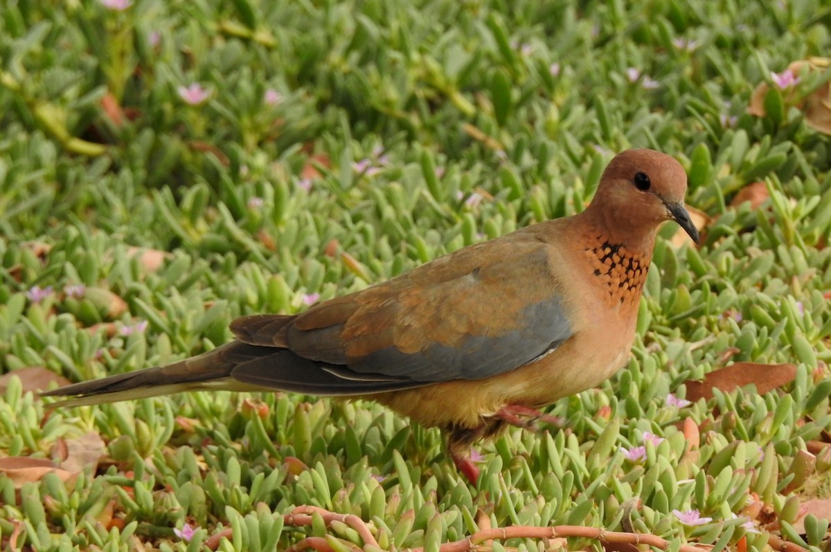 Laughing Dove - ML97703681