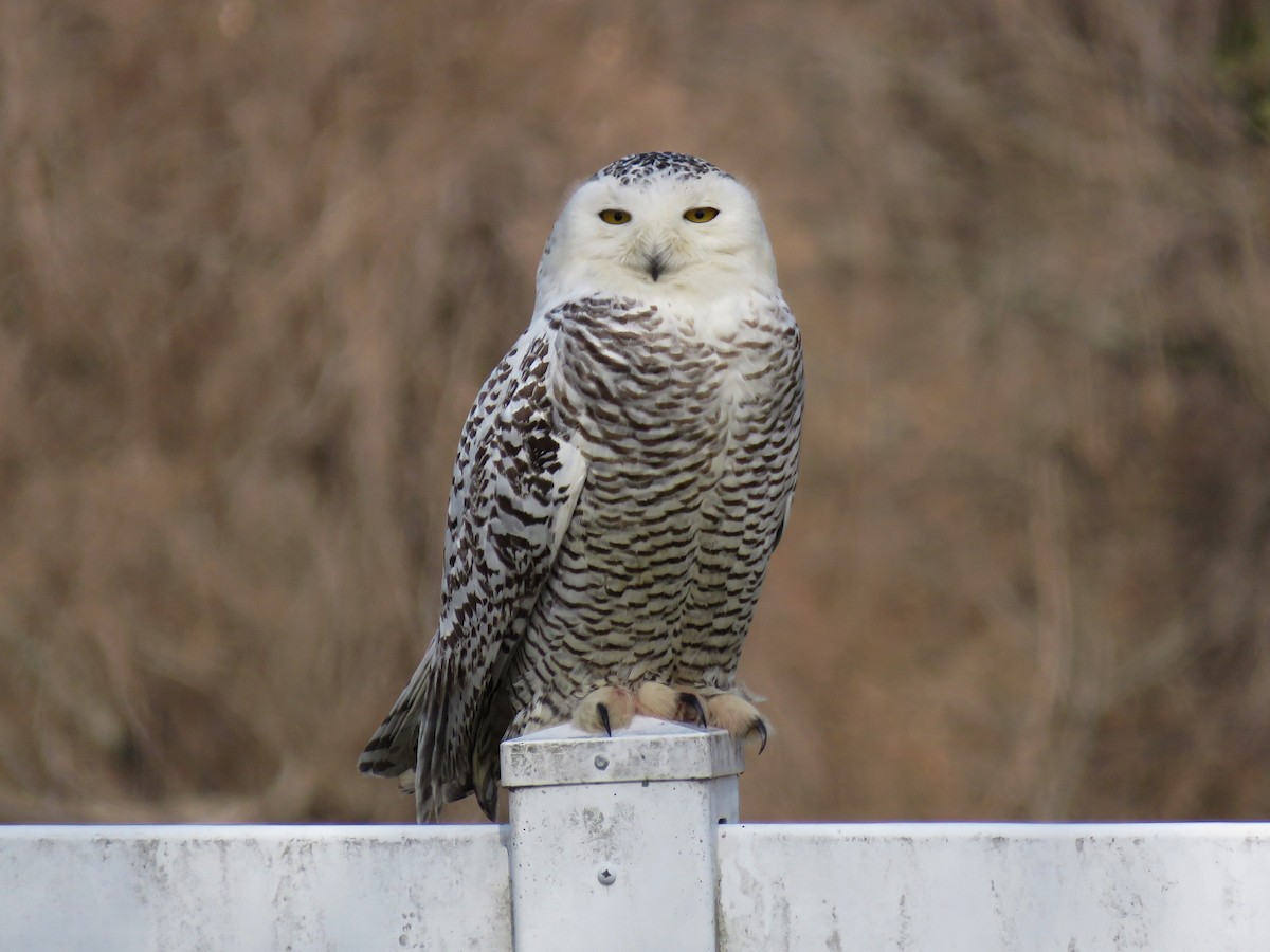 Snowy Owl - Joshua Emm