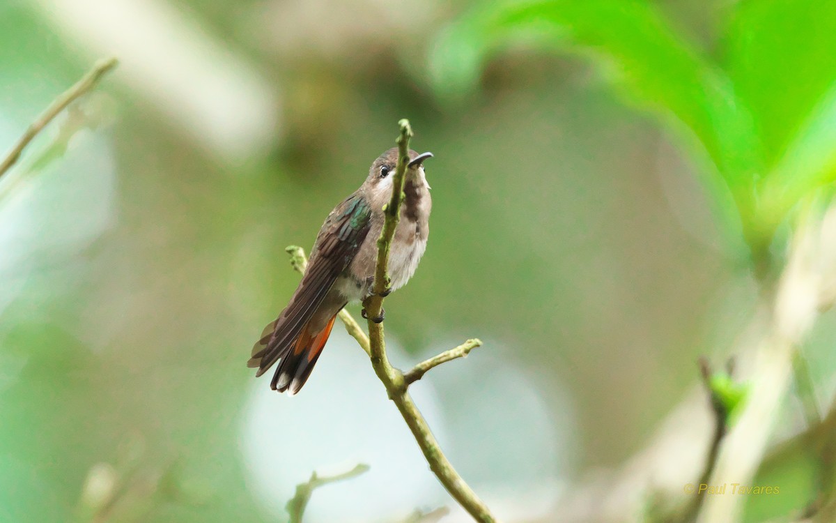 kolibřík tropický - ML97721531