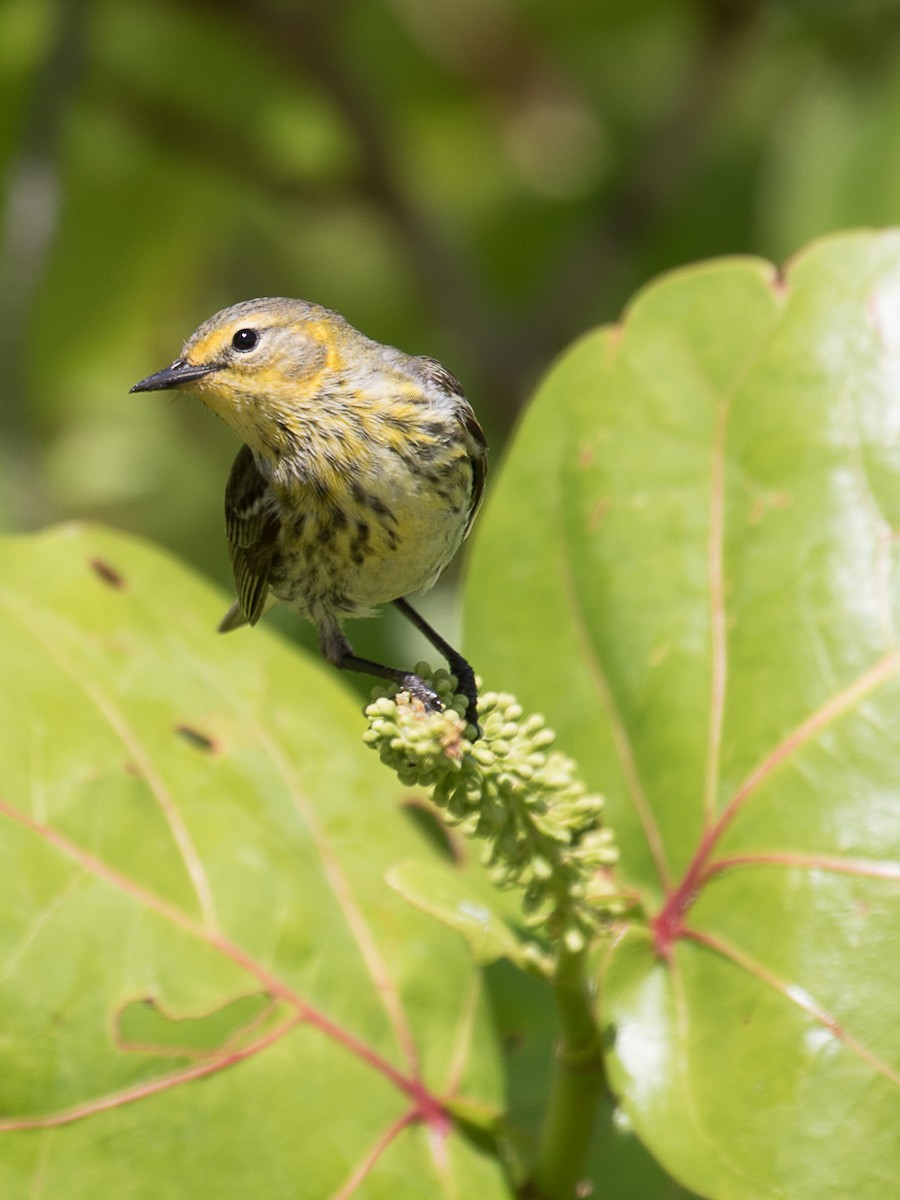 Cape May Warbler - Lynette Spence