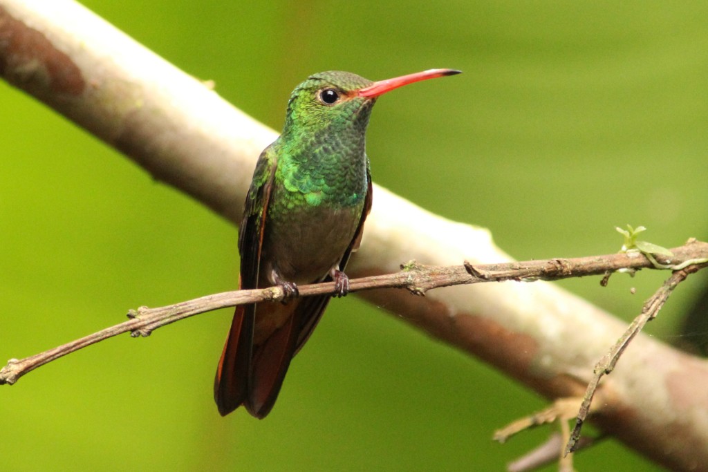 Rufous-tailed Hummingbird - Natalia Allenspach