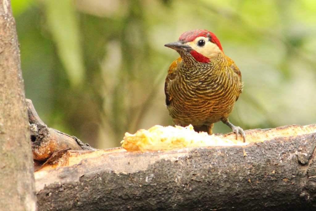 Golden-olive Woodpecker - Natalia Allenspach