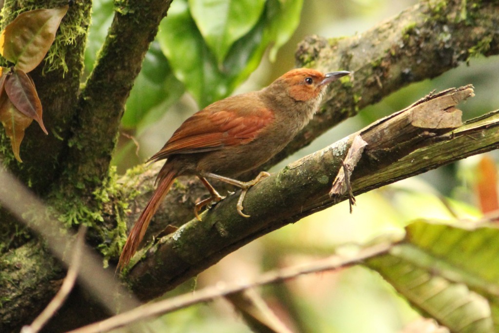 Red-faced Spinetail - Natalia Allenspach