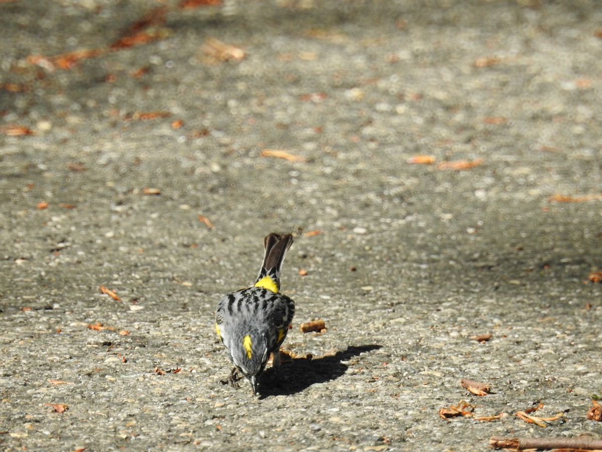 Yellow-rumped Warbler - ML97724971