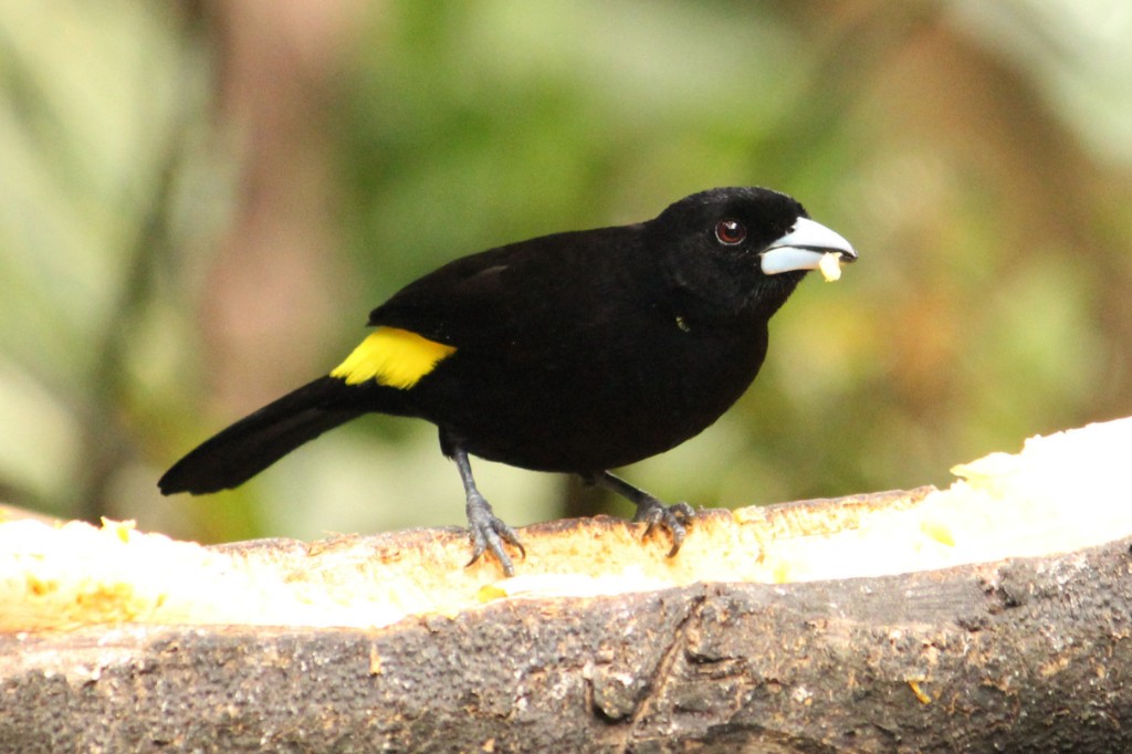 Flame-rumped Tanager - Natalia Allenspach